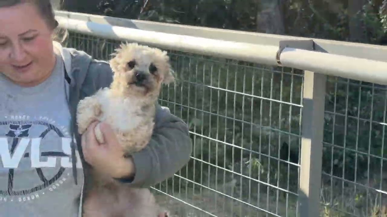 Dottie, an adopted mixed breed in Austin, TX video 6/6