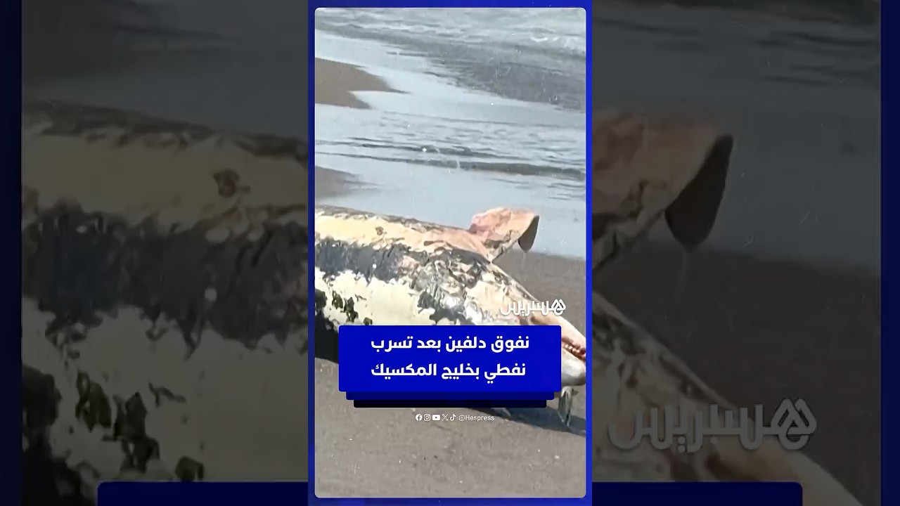 نفوق دلفين في ساحل  فيراكروز بعد تسرب  نفطي بخليج المكسيك thumbnail