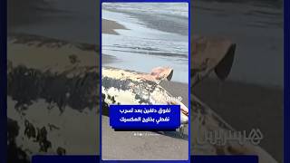 نفوق دلفين في ساحل  فيراكروز بعد تسرب  نفطي بخليج المكسيك thumbnail