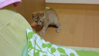 子猫?ユウスケ ボール遊び😻