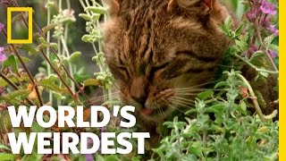 Aphrodisiac Cat | World's Weirdest Masters