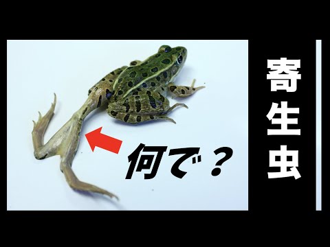 鶏に寄生虫がいるかどうかはどうすればわかりますか?これらは決して無視してはいけない7つの症状です。  庭園