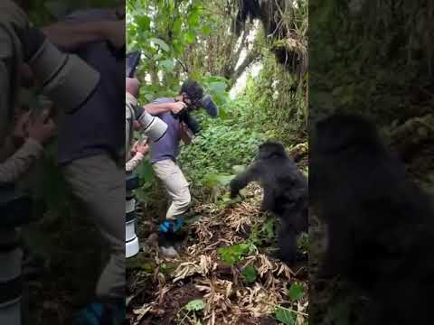 Lovely Gorilla Push