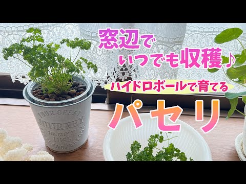 平葉パセリ、Petroselinum Chrisum var.ナポリタン