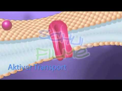 Schulfilme im Netz: DVD / Biologie: Diffusion und Osmose