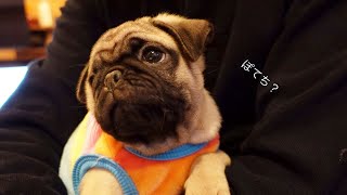 【#3 ポテチが来た日】我が家に来た子パグが可愛すぎた！