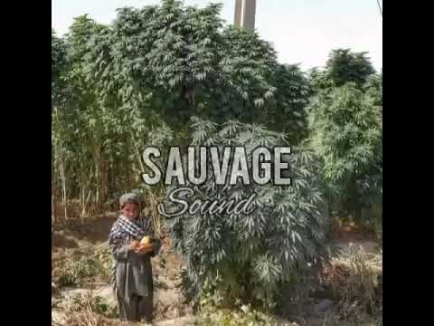 ExTrait  GaZo VerSiOn RoOtS  💯🍁