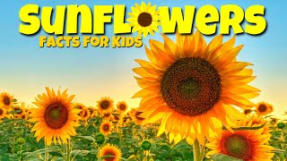 Cool Facts About Sunflowers 🌼 Educational Lessons for Kids gameplay video by Mgraves, 3:57 duration