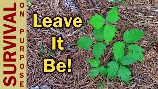 How To Identify Poison Ivy - Survival Skills