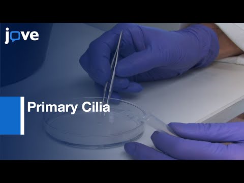 Primary Neurosphere Cultures to study Primary Cilia | Protocol Preview