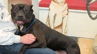 preview picture of video 'Harley, a Friendly 8-year-old Pit bull Dog RESCUED in Manahawkin, NJ'