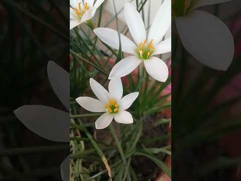 jumma k din ki fazilat #flowers