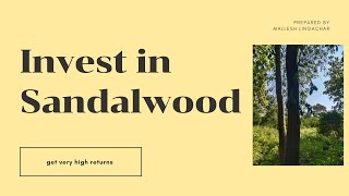 Invest in Sandalwood