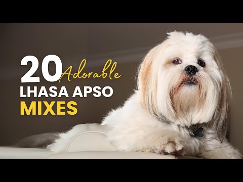 20 Adorable LHASA APSO Mixes You’ll Fall in Love With!