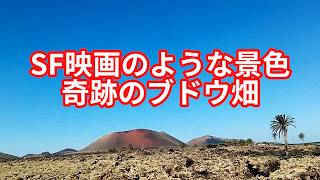 SF映画のような世界！唯一無二のブドウ畑！