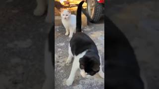 Download lagu Kucing vs Dangdut Koplo #kucinglucu #animals #reels #cat #kucingoren #kucing mp3 Download lagu Kucing vs Dangdut Koplo #kucinglucu #animals #reels #cat #kucingoren #kucing mp3