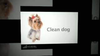 preview picture of video 'Pet Grooming in Pine City, MN - Wag More Bark Less'