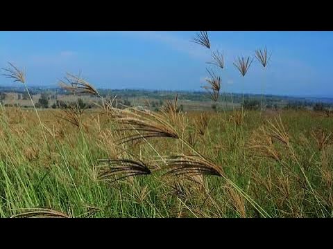 “BENEFICIOS DE EMPASTAR TU POTRERO”🤠🐄🌱|Pasto rodex💲