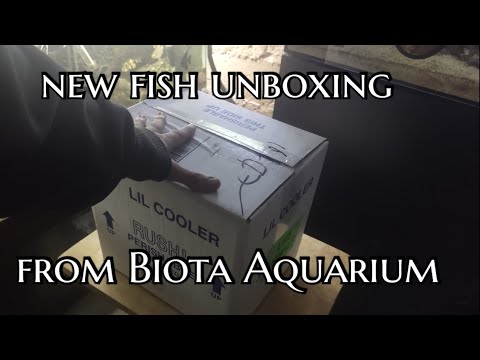 Unboxing new fish from #biota aquaculture