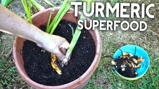 Turmeric Superfood - Anti-inflammatory, Antioxidant, Healthy!