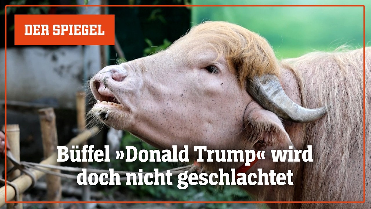 »Donald Trump« in Bangladesch: Albino-Büffel wird doch nicht geschlachtet | DER SPIEGEL