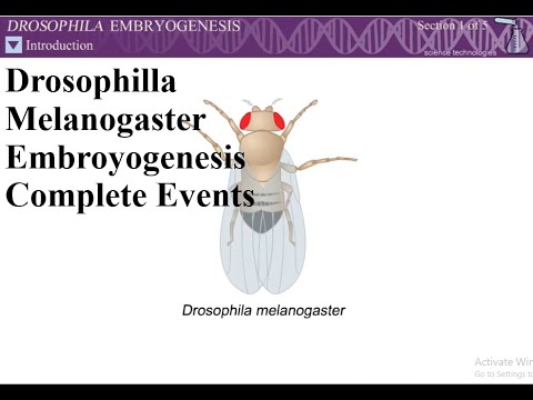 image-Do fruit flies have embryos?