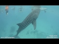 SHARK SPECIES - WHALE SHARK (Rhincodon typus)