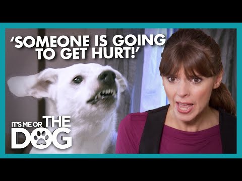 Dangerous Dog at Risk of Being Put Down For Biting Guests | It's Me or The Dog