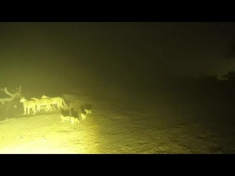 Djuma: Lions-Three Nkuhuma females with six cubs come for a drink at pan - 04:29 -  09/11/19