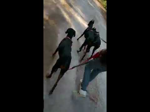 3 doberman public enemy