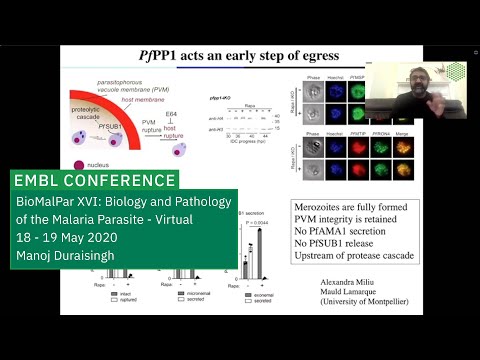 EMBL Keynote Lecture: Escaping lockdown: Early signaling for parasite egress from red blood cells
