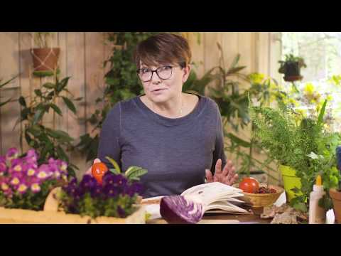 Krystyna Czubówna rozgniata pomidora! "Zrób ten zielnik"... w praktyce!