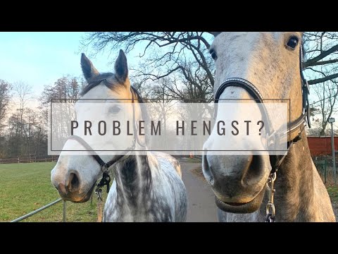 Deswegen wird mein Hengst kastriert