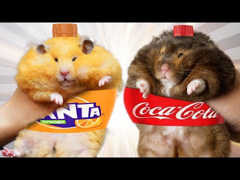 My Top 10 Chonky Hamsters