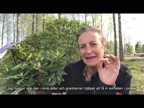 Jenny från bokashi.se - Del 7 - Rhododendron.