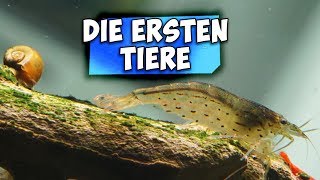 DIE ERSTEN TIERE EINSETZEN | RIESEN AQUARIUM | Aqua Update