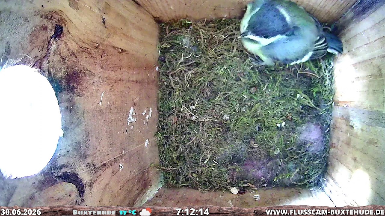 Live webcam view of Great Tit Nestbox Live Cam