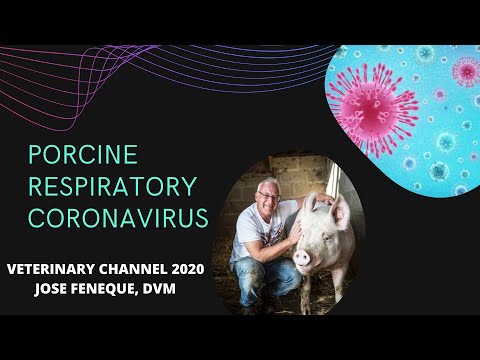 , title : 'Porcine Respiratory Coronavirus | Respiratory Coronavirus Infection In Pigs | Swine PRCV Infection'
