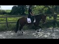 Hongre - lusitanien - 4 ans - Dressage - France