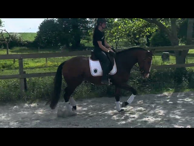 Hongre - lusitanien - 4 ans - Dressage - France