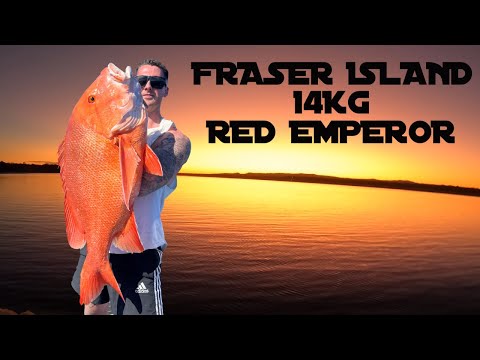 14KG FRASER ISLAND RED EMPEROR!!