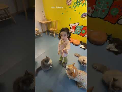 Coco's adventures in the cat house #cute #adorably #funny