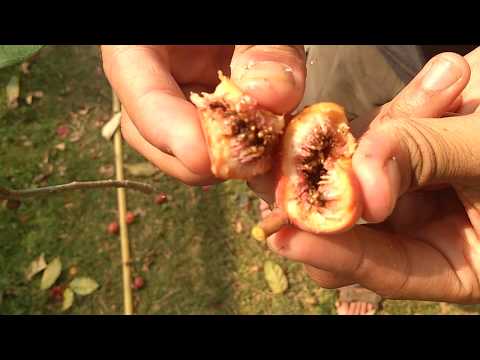 Fig wasps emerging from a completely sealed fig fruit!