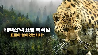 태백산맥 표범 목격담 |  2006년 태백산맥 표범 목격담