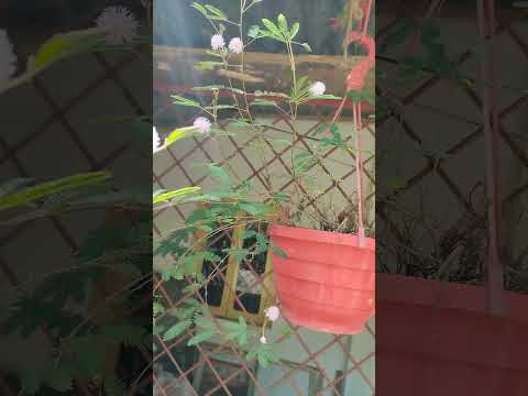 Touch Me Not#লজ্জাবতী #লজ্জাবতী ফুল#Yasna Aditiya#Shorts