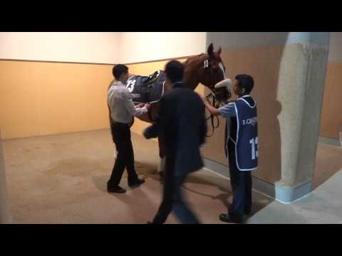 GALOPPSPELAREN - Tertio Bloom saddle Meydan 130110 Dubai