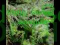 Slightly Stoopid- Sensimilla