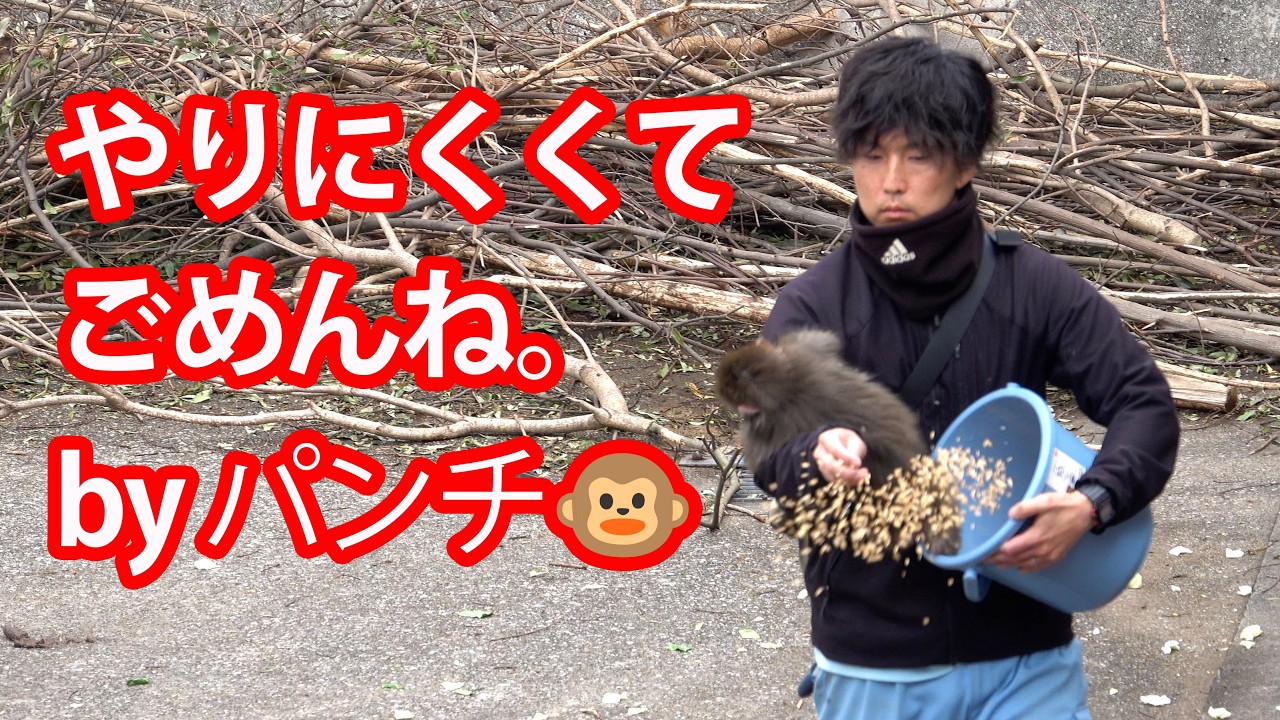 大好きな飼育員さんの腕の中でホッとするパンチくん❣️　市川市動植物園 “ぬいぐるみがお母さん”の子ザル「パンチくん」Punch the monkey 　4K　高画質