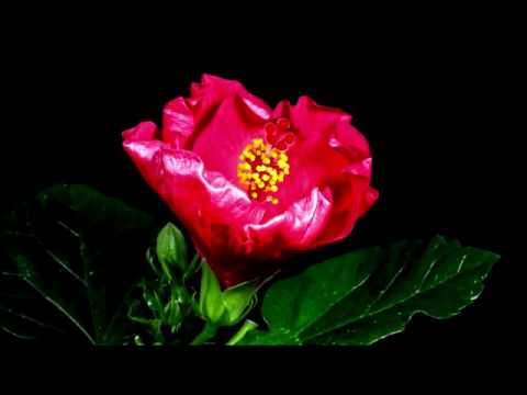 Respiro segreto  -  Vincenzo Zitello