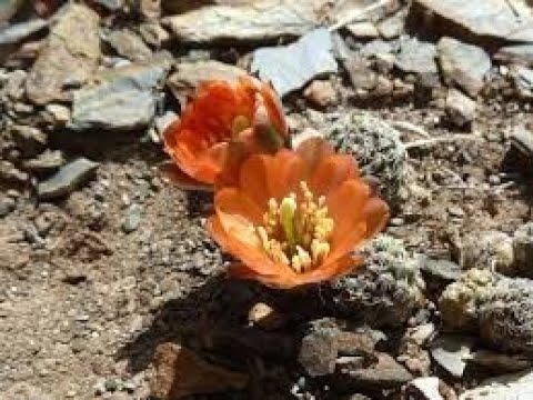 Capítulo 291. Margziam descubre por qué Jesús ora todos los días a la hora nona.